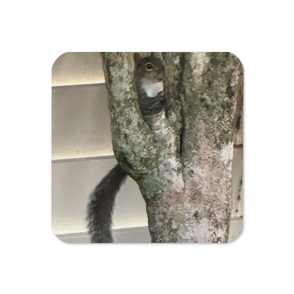 Cork-back coaster - Peek A Boo Squirrel