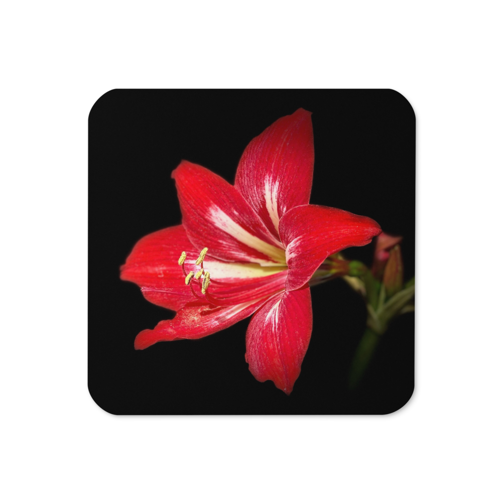 Cork-back coaster - Amaryllis in the Front Yard