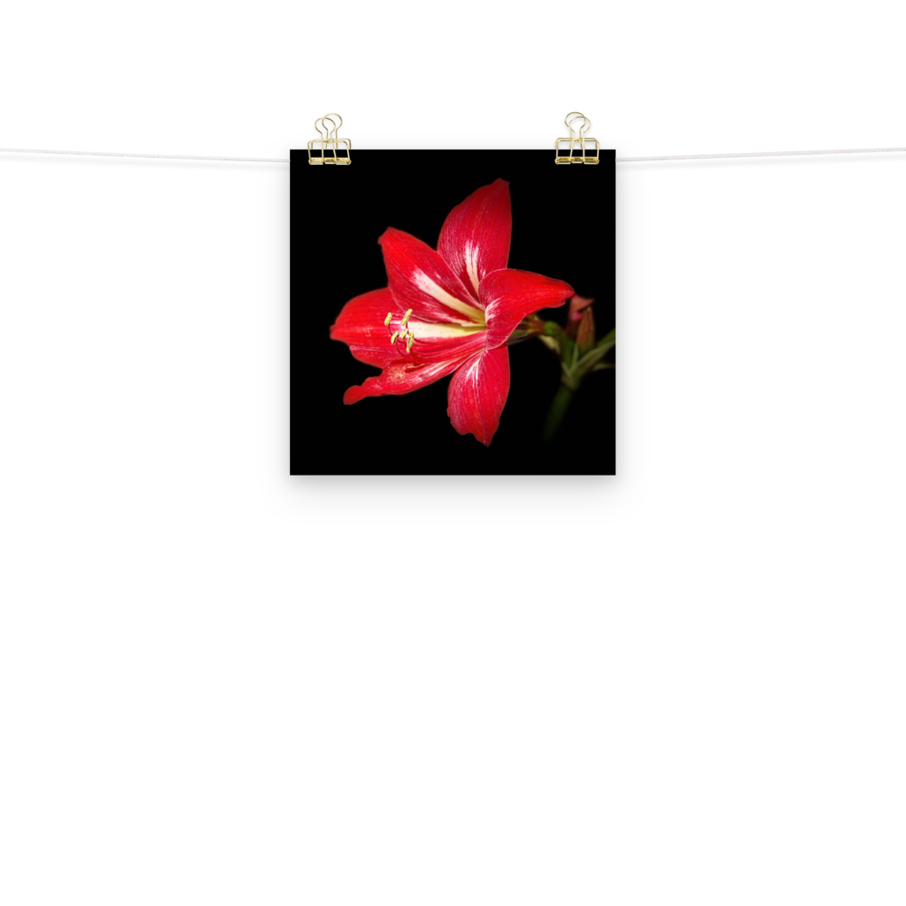 Photo paper poster - 10x10" - Amaryllis Flower - In the Front Yard