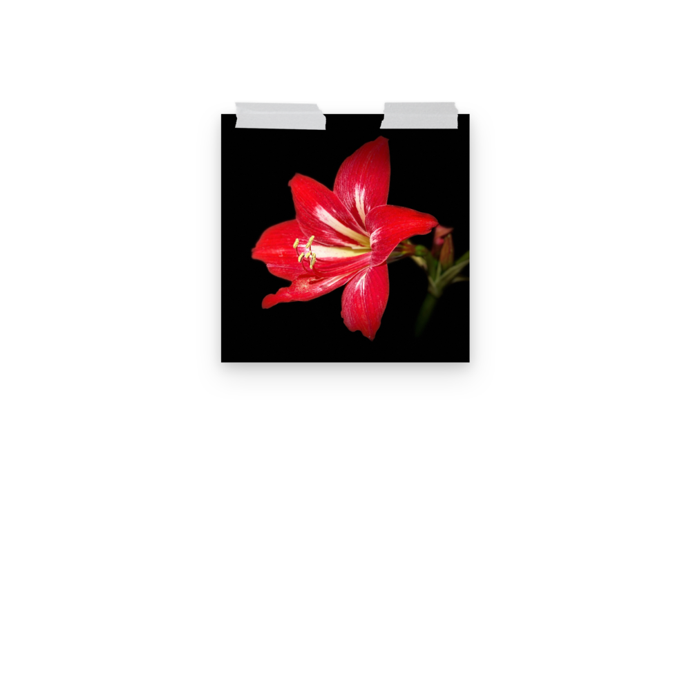 Photo paper poster - 10x10" - Amaryllis Flower - In the Front Yard