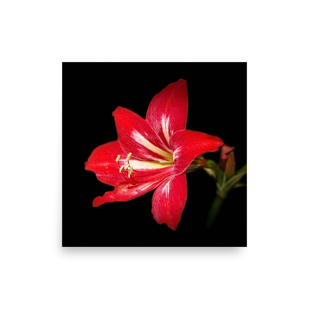 Photo paper poster - 10x10" - Amaryllis Flower - In the Front Yard