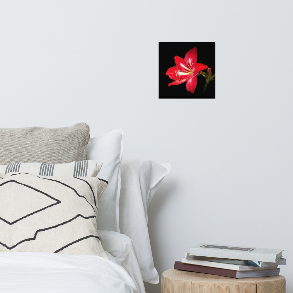 Photo paper poster - 10x10" - Amaryllis Flower - In the Front Yard