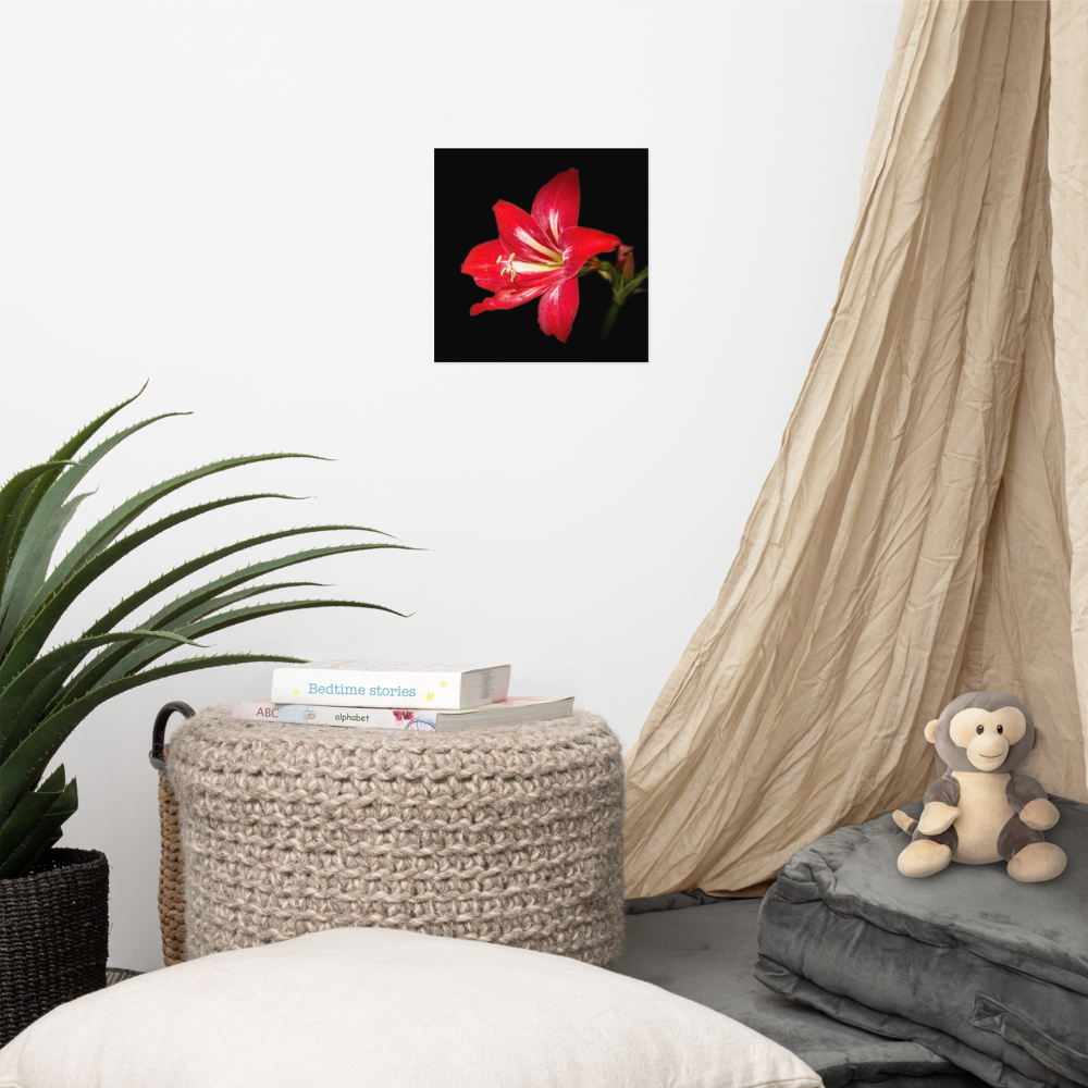 Photo paper poster - 10x10" - Amaryllis Flower - In the Front Yard