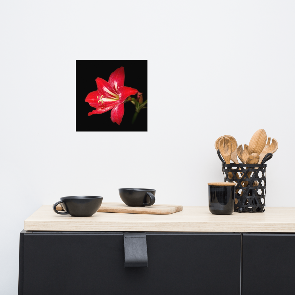 Photo paper poster - 10x10" - Amaryllis Flower - In the Front Yard