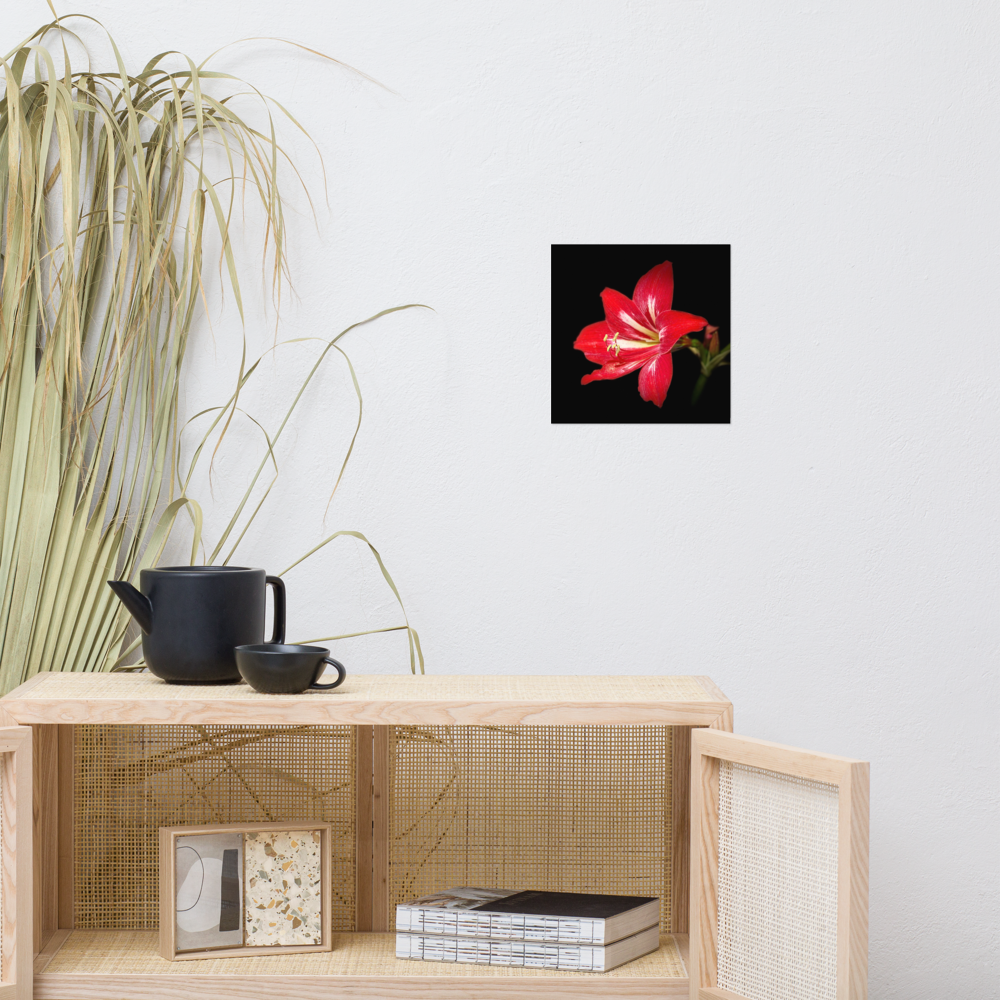 Photo paper poster - 10x10" - Amaryllis Flower - In the Front Yard
