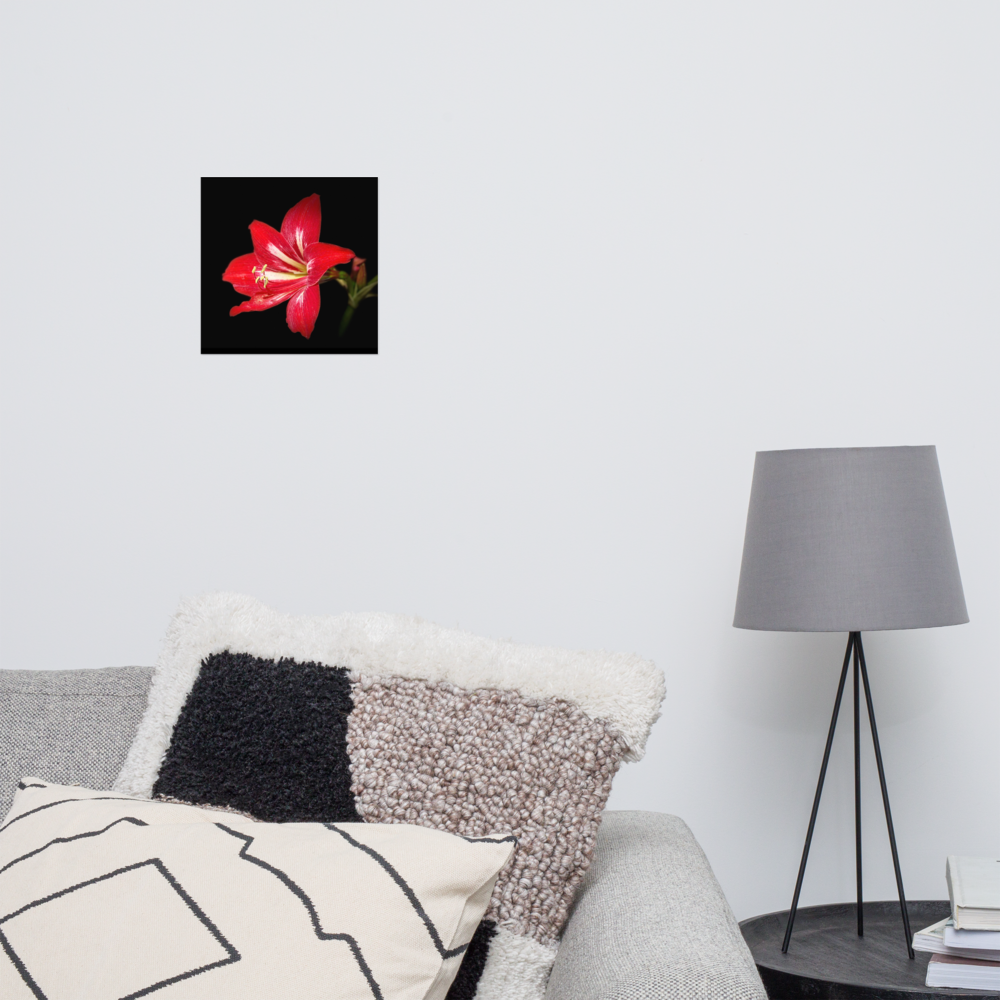 Photo paper poster - 10x10" - Amaryllis Flower - In the Front Yard