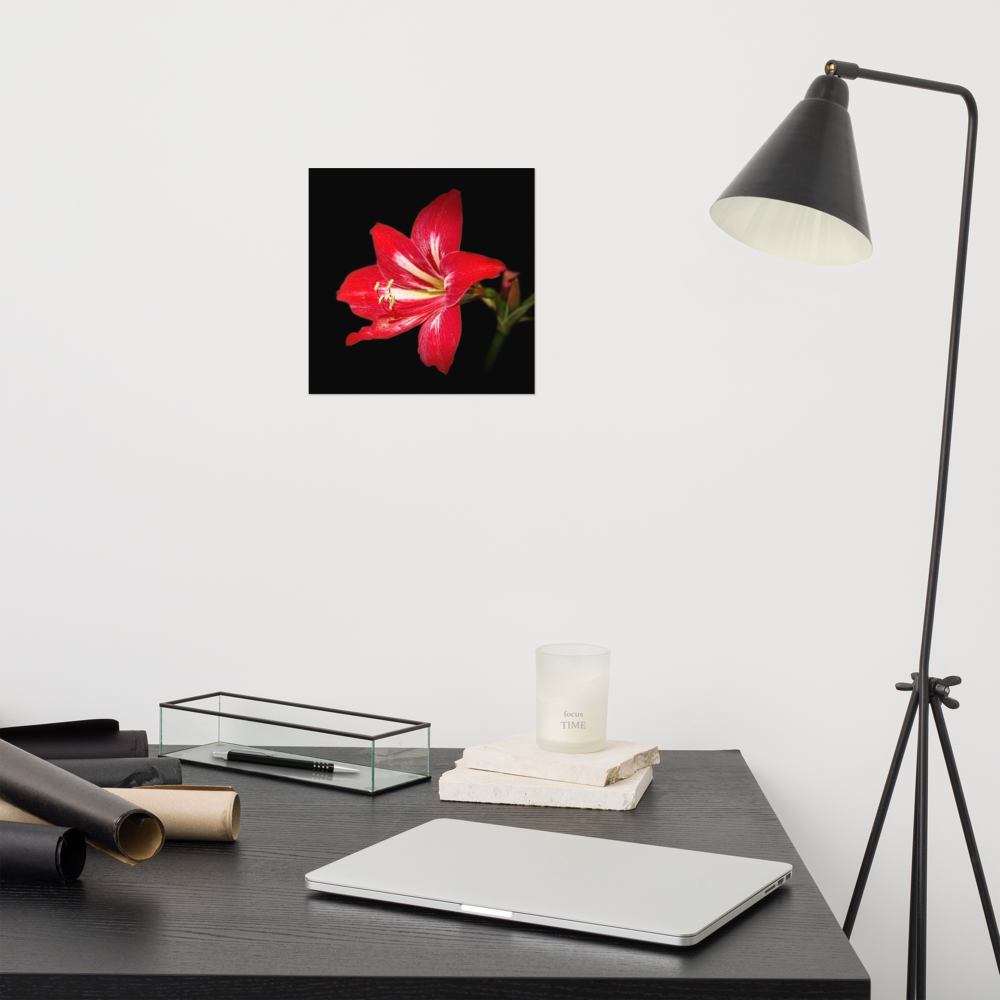 Photo paper poster - 10x10" - Amaryllis Flower - In the Front Yard