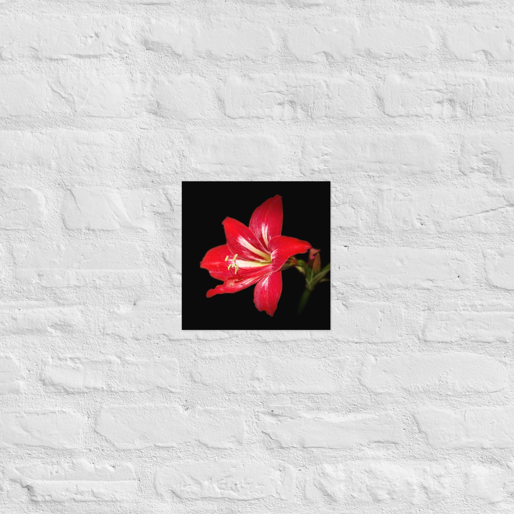 Photo paper poster - 10x10" - Amaryllis Flower - In the Front Yard