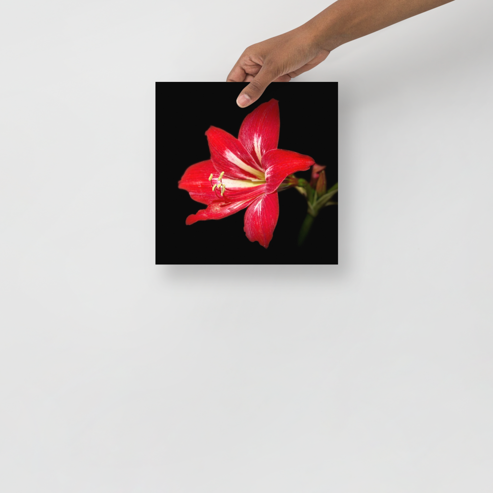Photo paper poster - 10x10" - Amaryllis Flower - In the Front Yard