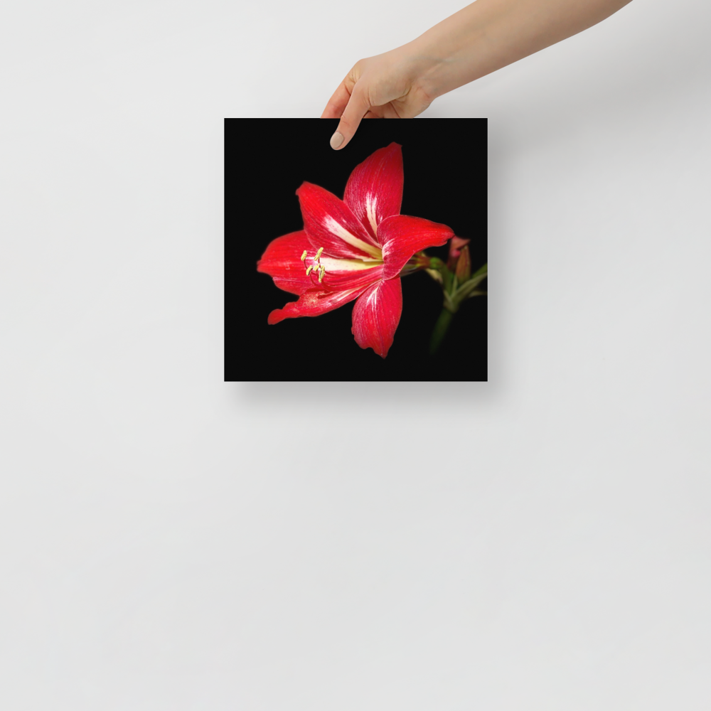 Photo paper poster - 10x10" - Amaryllis Flower - In the Front Yard