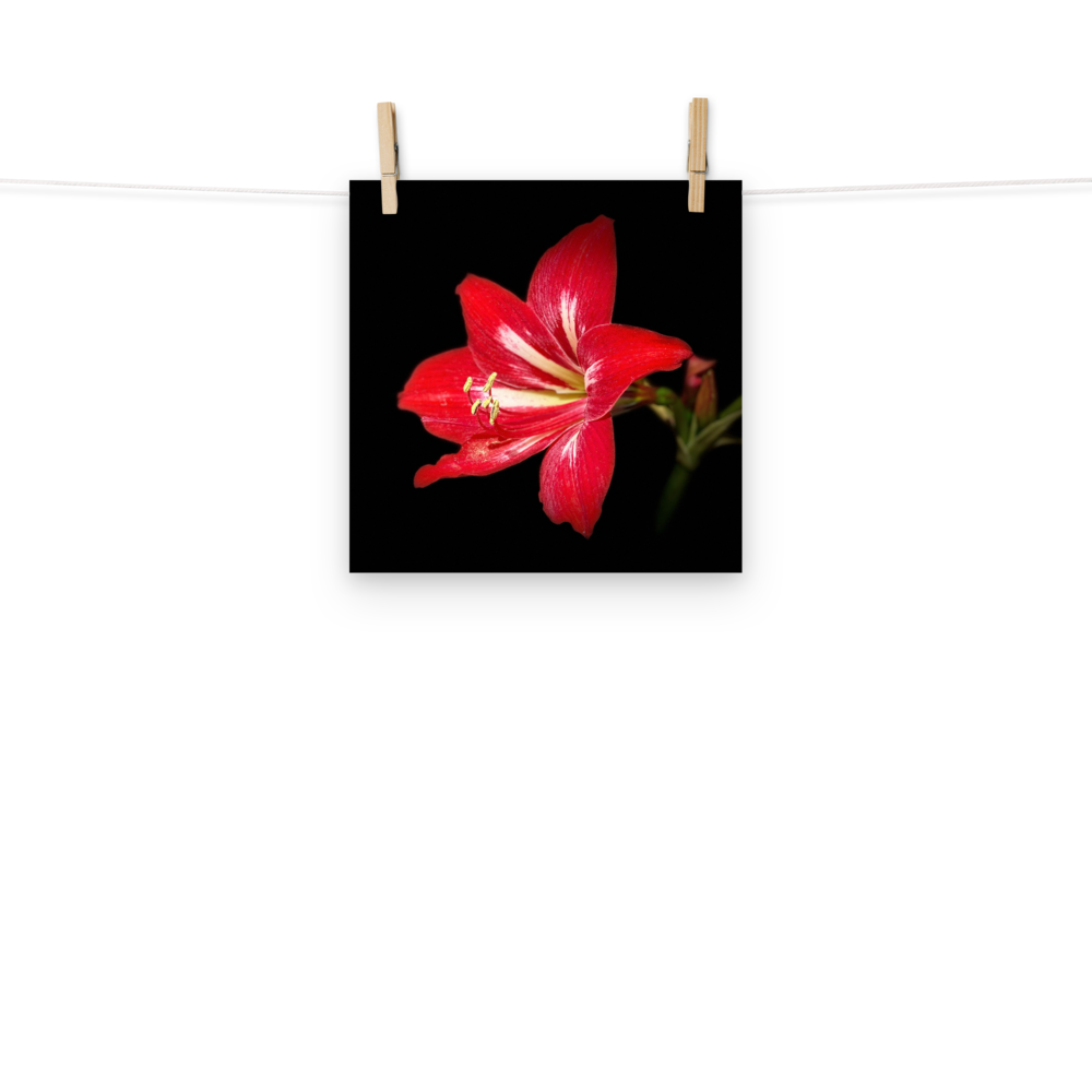 Photo paper poster - 10x10" - Amaryllis Flower - In the Front Yard