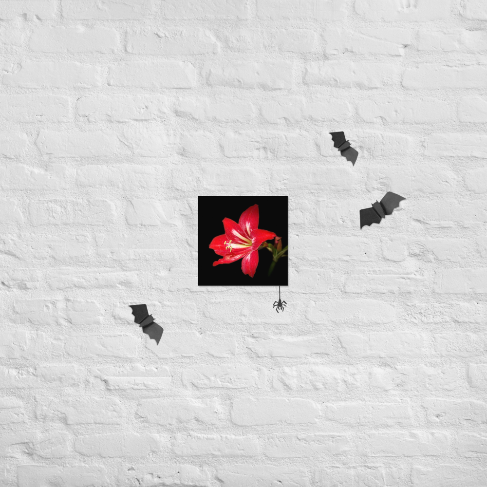 Photo paper poster - 10x10" - Amaryllis Flower - In the Front Yard