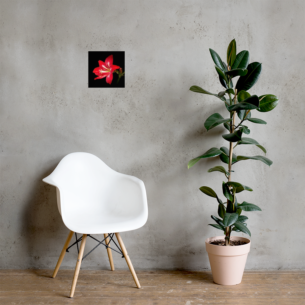 Photo paper poster - 10x10" - Amaryllis Flower - In the Front Yard