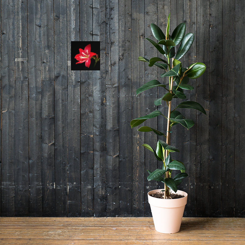 Photo paper poster - 10x10" - Amaryllis Flower - In the Front Yard