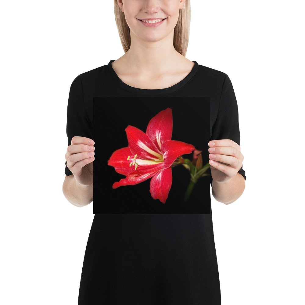 Photo paper poster - 10x10" - Amaryllis Flower - In the Front Yard