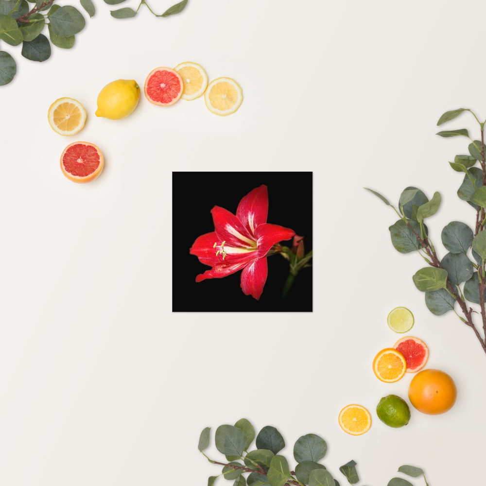 Photo paper poster - 10x10" - Amaryllis Flower - In the Front Yard